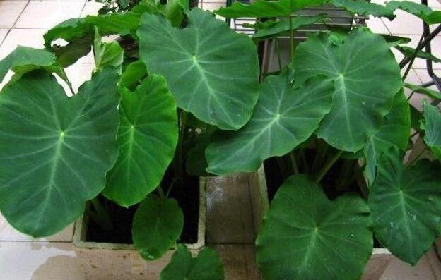 龟背竹用什么老盆栽好看,龟背竹用什么盆栽好看又好养