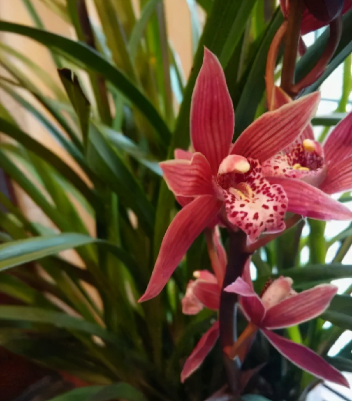 此兰花适合新手，花大色艳，香味袭人，好养易活，开花勤快还便宜