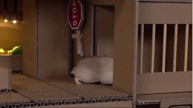 身价300万的仓鼠外网走红！住3层电梯豪宅，丰富娱乐，人不如鼠啊