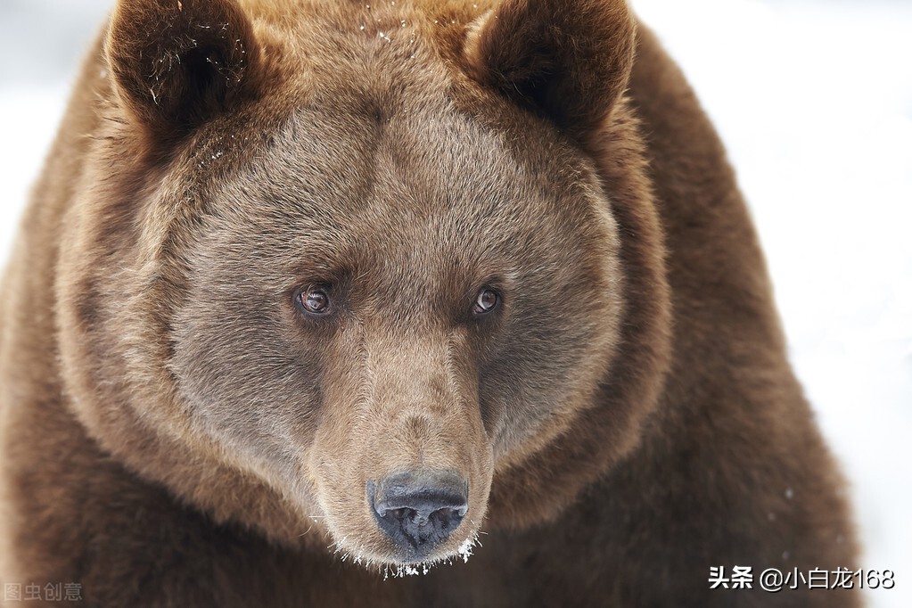 假如你在野外遇到老虎怎么办,如果你遇到老虎怎么办