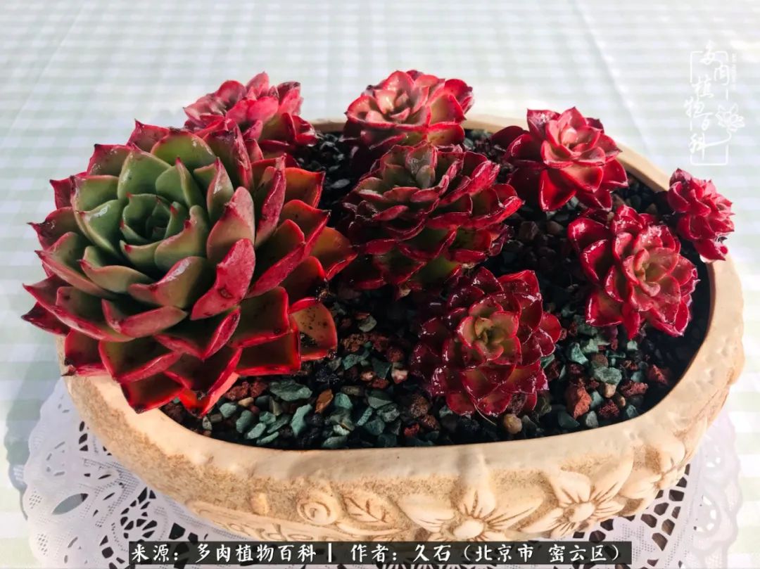 与多肉朝夕相伴的美好时光,多肉相伴人生无忧图片