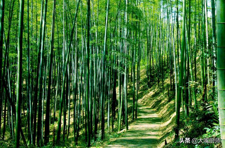 竹子开花结果而且果实又脆又甜,会开花结白籽的竹子