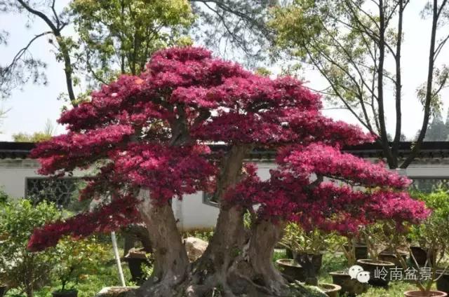 檵木小老桩盆景,檵木盆景图片大全