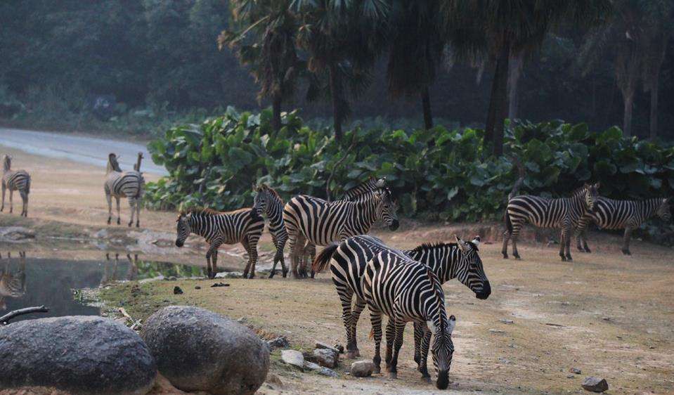 哪里有大熊猫动物园,国宝级大熊猫动物园