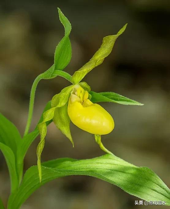 国家二级黄花杓兰,黄花杓兰与西藏杓兰