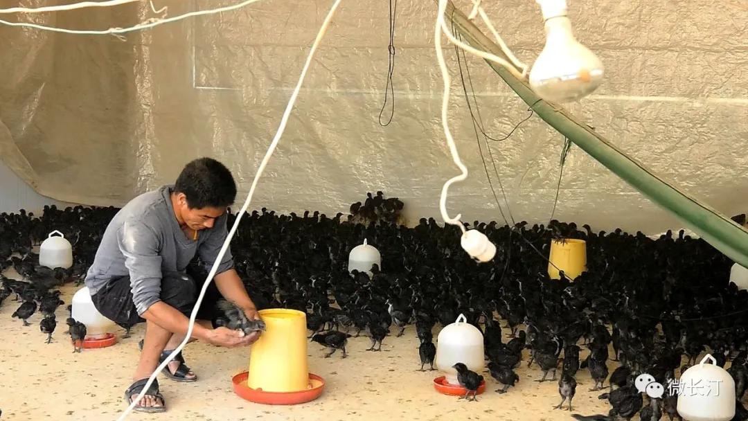 有特点接地气致富快长汀县涂坊镇激励性产业扶贫成效明显