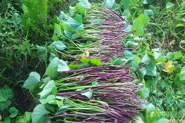 红薯苗现在多少钱一棵,红薯种植技术红薯苗哪里买