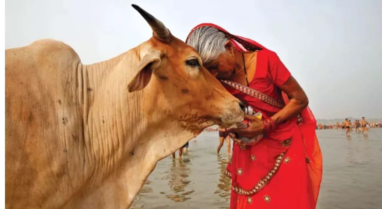 印度的牛现在泛滥成灾,印度牛泛滥成灾已达到3亿头