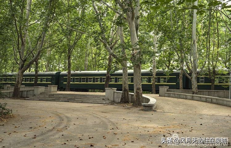 济南的法国梧桐,济南梧桐树美景