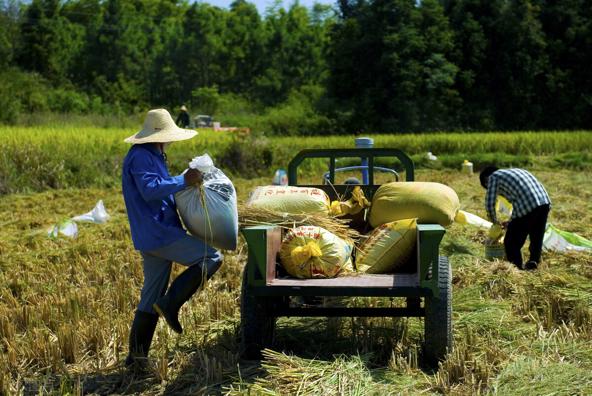 农民收入低除了种地还有什么出路,未来农村种地的出路