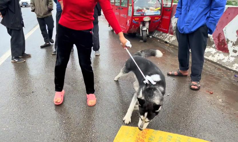 哈士奇一块钱就可以买到,河南哈士奇价格