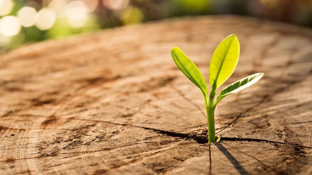 刘力红五行针法完整视频,刘力红五行针