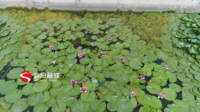 凤栖湖睡莲盛开,千亩荷塘睡莲次第开放风景迷人