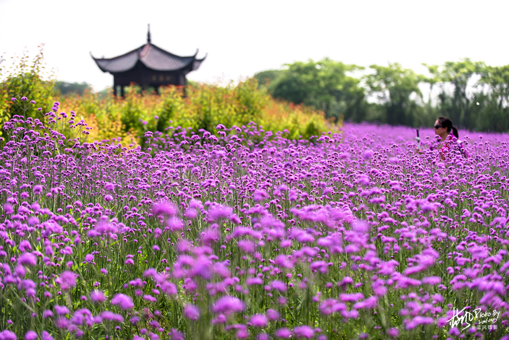 不进沙家浜景区能看到芦苇荡,深度游玩沙家浜风景区