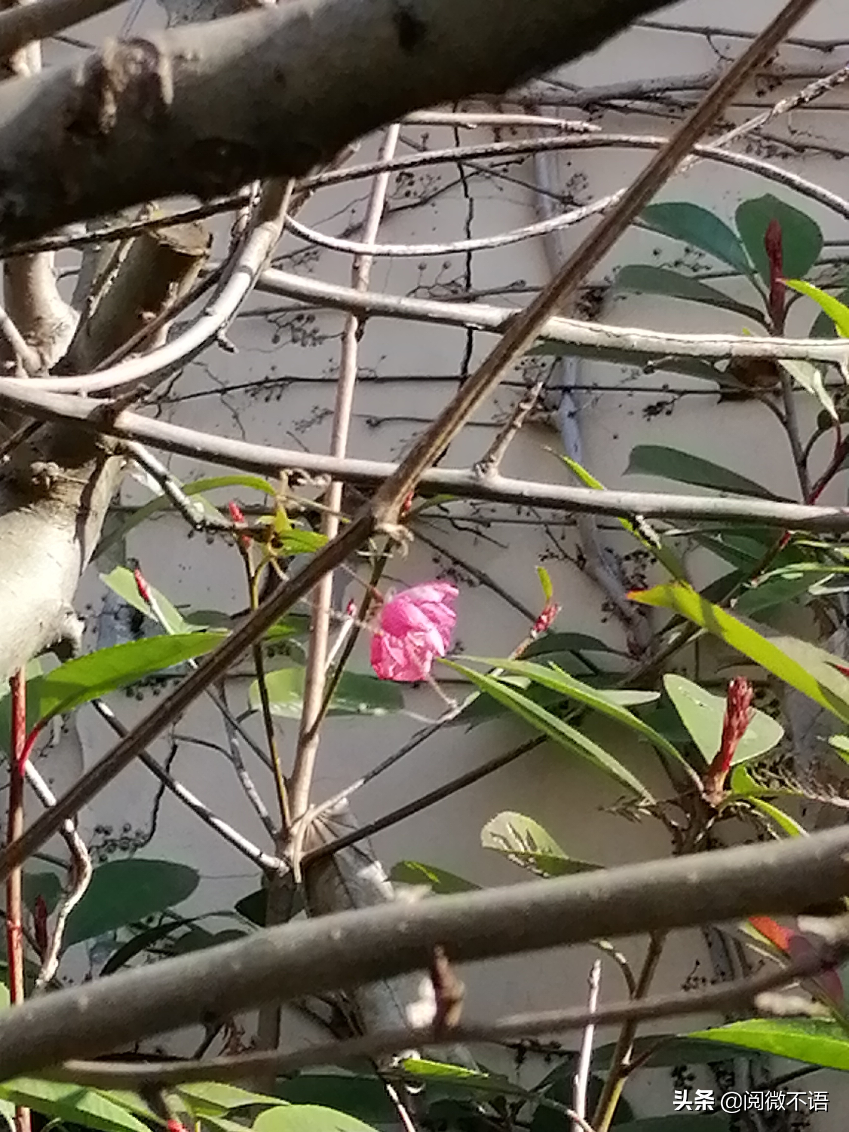 菩萨蛮冬晚遣怀,菩萨蛮冬思