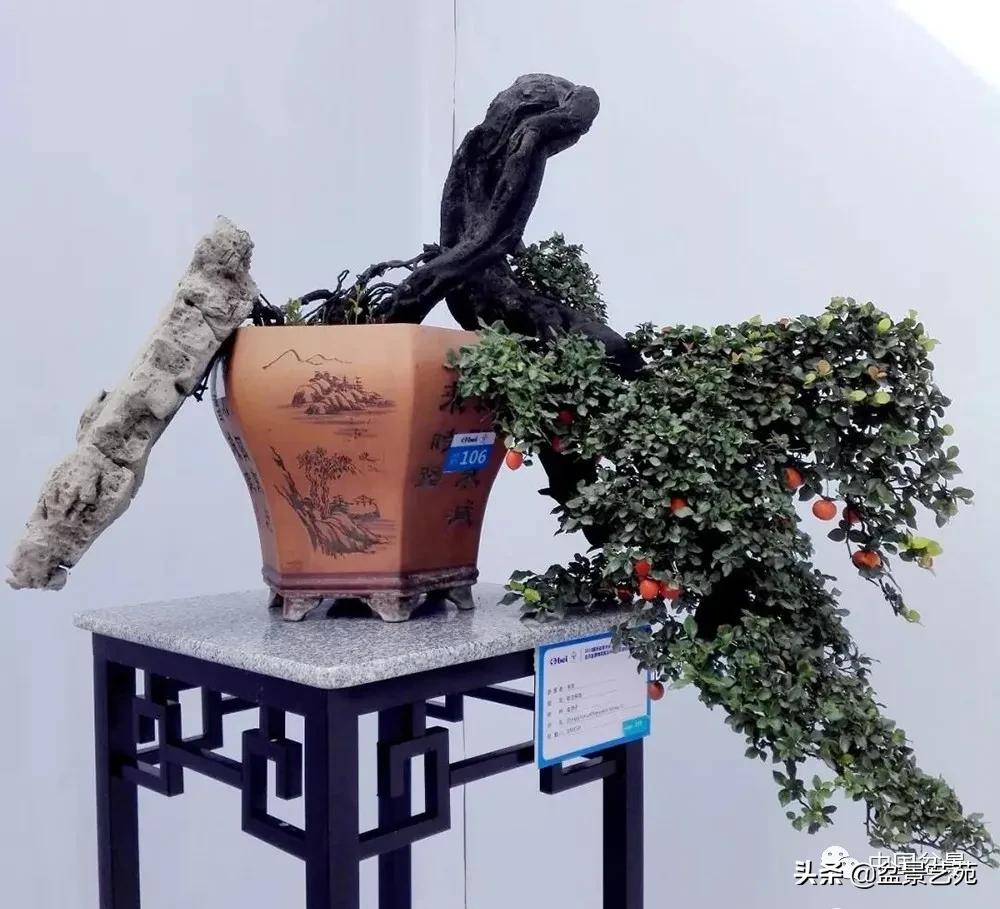 桩景类树种都有哪些,100种常见景观树种