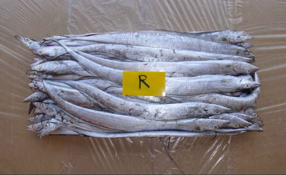 带鱼为什么价格差这么多,带鱼段和带鱼为什么价格差那么多