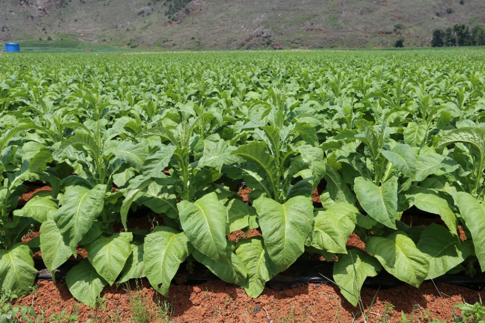 种下“绿叶子”   烤出“黄叶子”   换来“金票子”