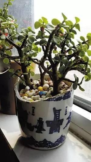 利用酒瓶做花盆的视频,酒瓶切割做花盆不用电动工具打孔