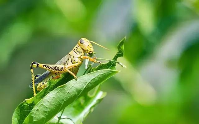 柑橘害虫及危害部位图,柑橘常见害虫高清图谱