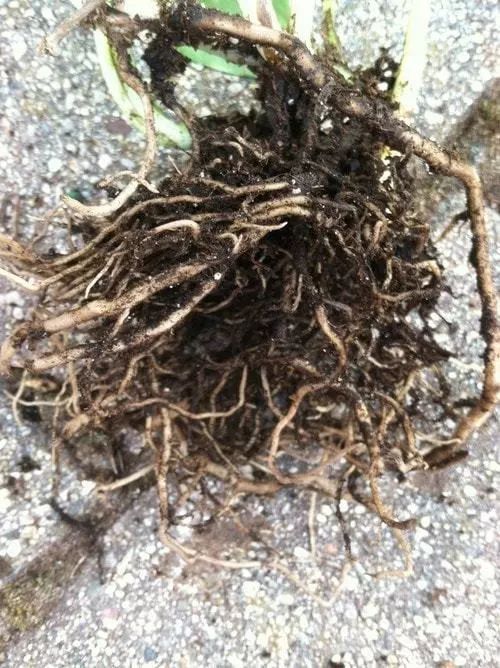 绿萝叶子发黄用维生素b12可以吗,绿萝浇啤酒后叶子突然发黄怎么办