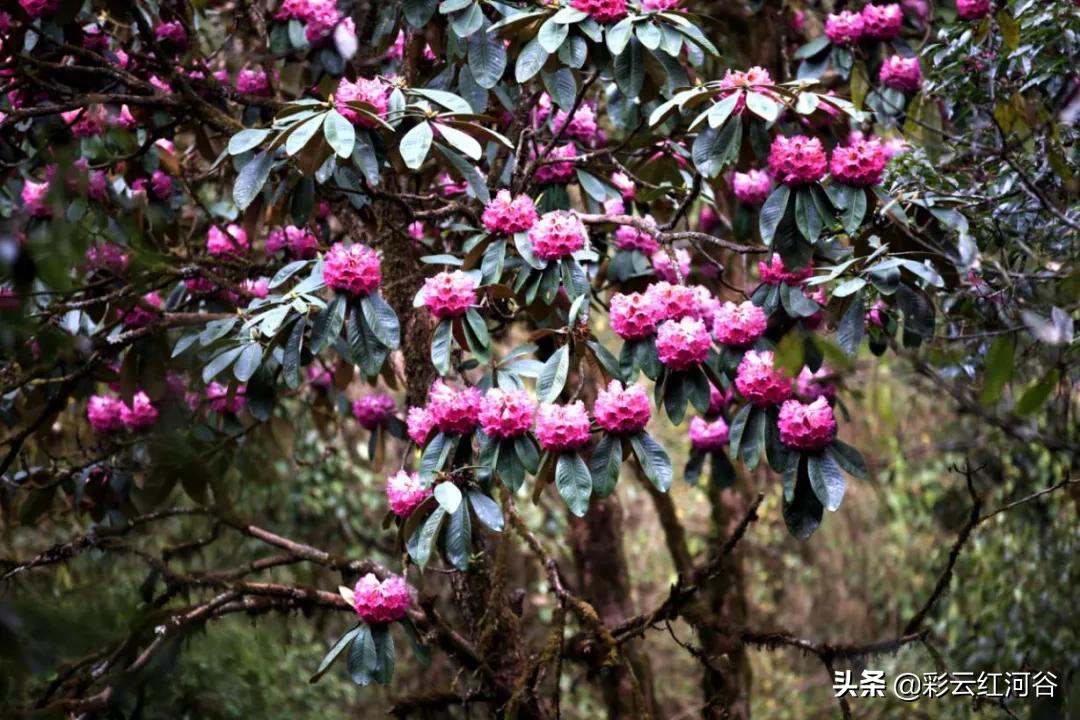 中国云南哪里好看,云南的云彩为什么好看