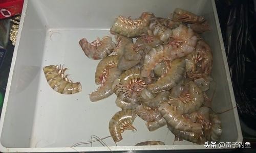 海钓活饵钓鱼的正确方法,海钓钓鱼饵料搭配最佳配方