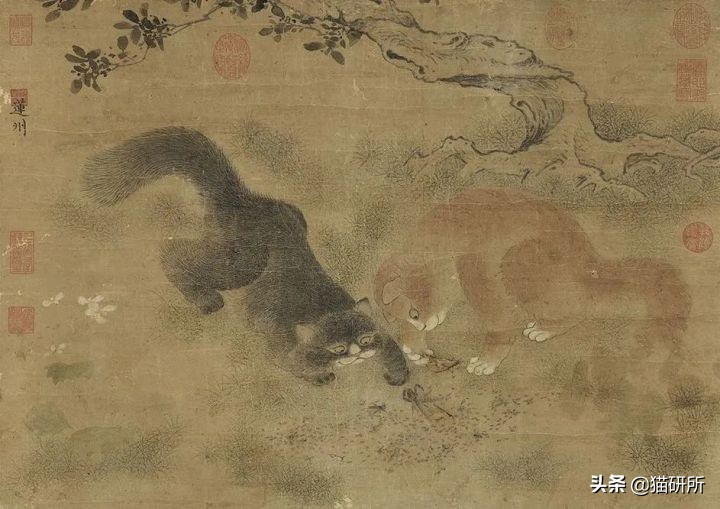 各种花色的猫在古代怎么称呼,猫咪在古代有哪些称呼呢