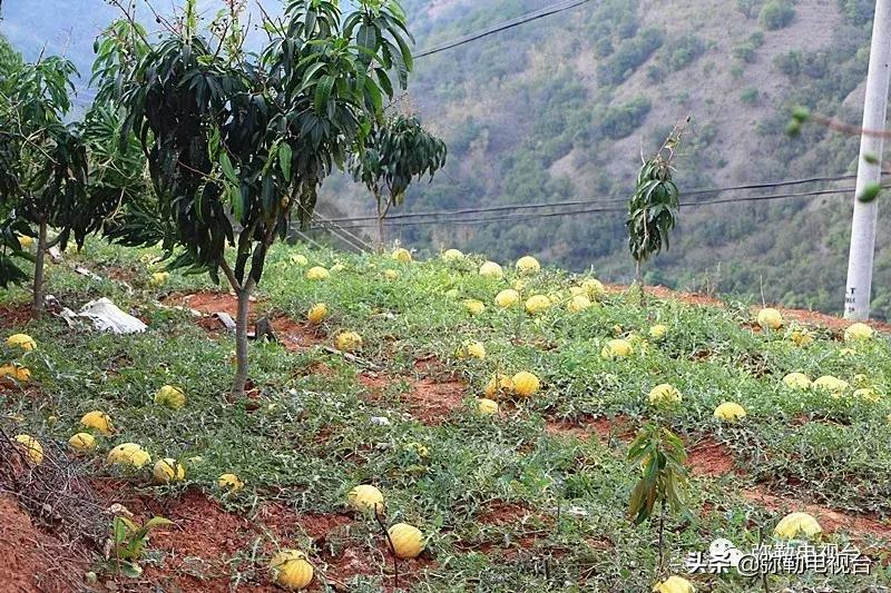 弥勒千亩西瓜熟了！黄心瓜、红心瓜、小香瓜…你喜欢哪种？