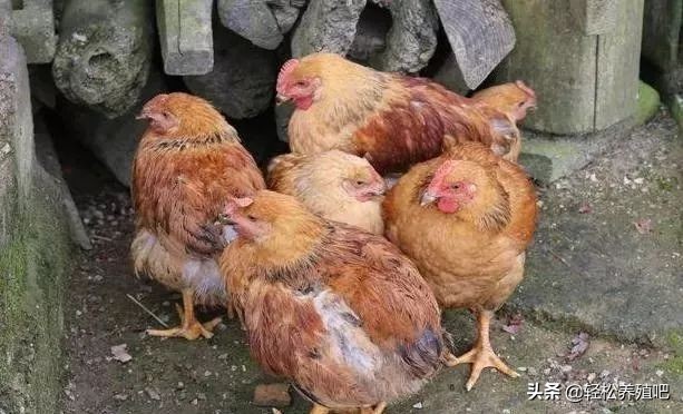 鸡咳嗽一直治不好怎么办,鸡发烧感冒咳嗽怎样治疗