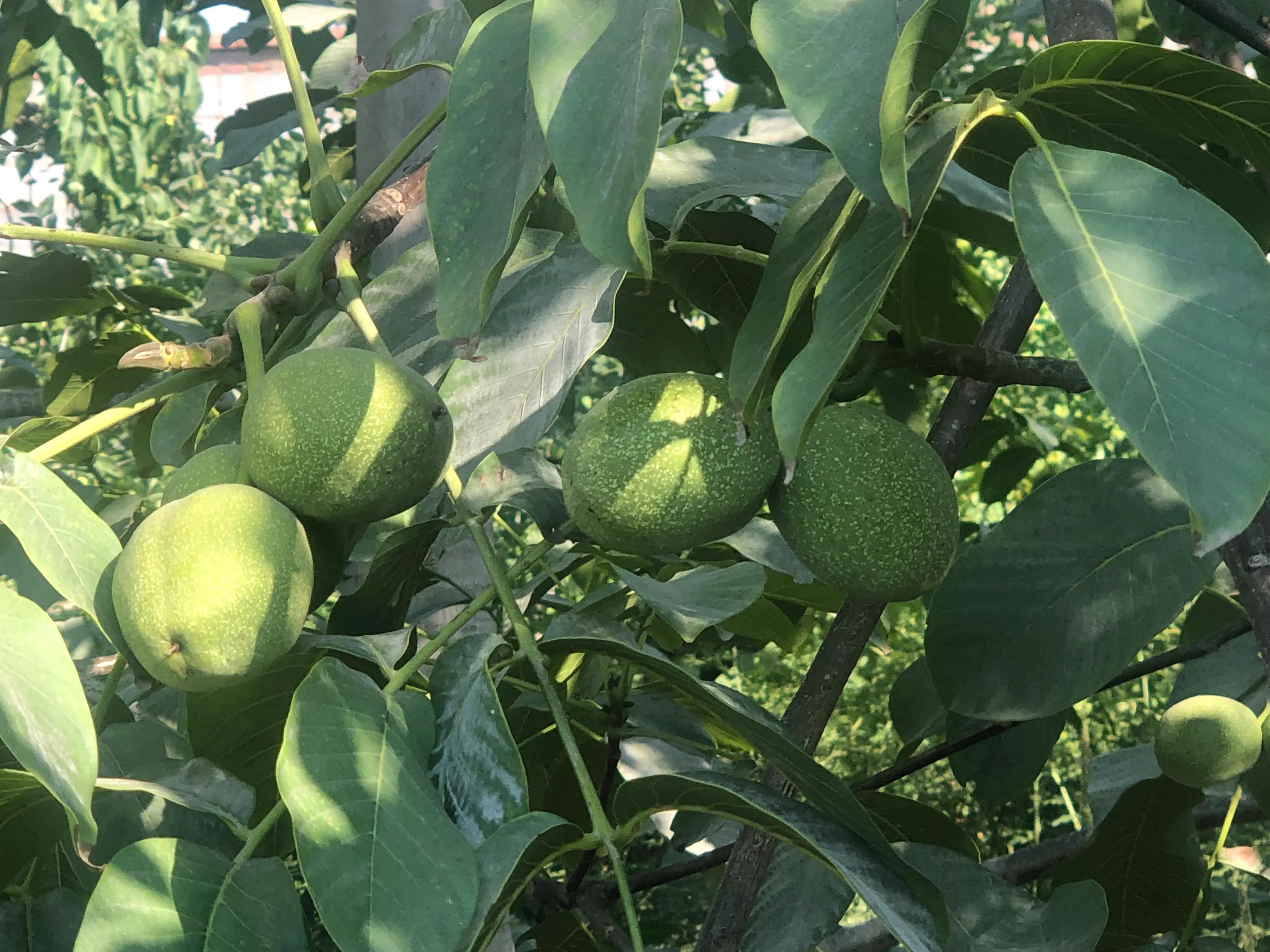 核桃树象征意义多子多福,核桃树红色代表什么