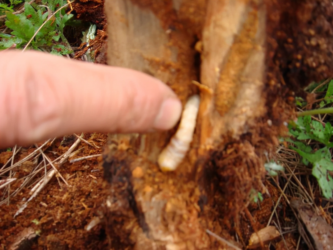 大树上有天牛怎么治疗,树干内的天牛用什么药防治
