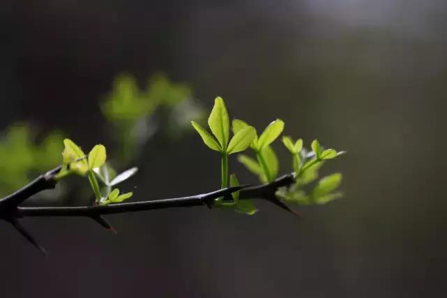 造型极美的盆景一起来欣赏,一组风吹出来的盆景欣赏动感十足