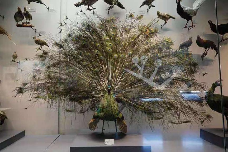 北疆博物馆历史,北疆博物馆最早建立的时间