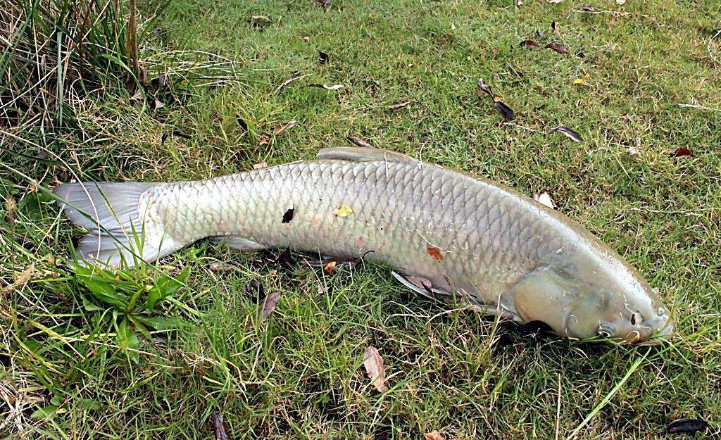 水库钓青鱼手竿线组,5.4手竿钓青鱼怎么调漂