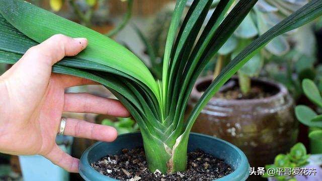 君子兰怎么养才能养得好看开花,君子兰怎么养才能旺盛容易开花