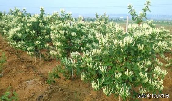 农村开山种什么最赚钱,农村种植什么最赚钱年入十几万