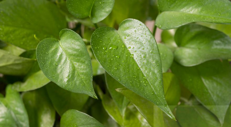 水培绿萝怎么养才能更旺盛不发黄,水培绿萝加了营养液需换水吗