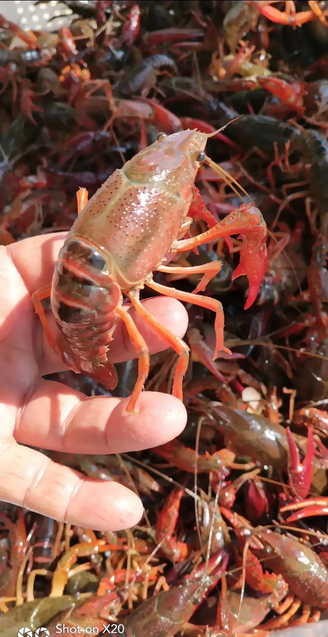 小龙虾打洞越多越好吗,小龙虾是不是一年四季都打洞