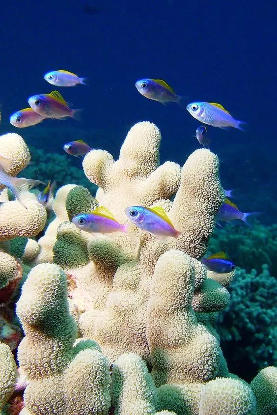 五彩斑斓的海底,五彩缤纷的海底世界介绍