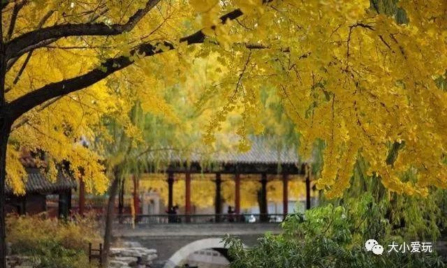 北京12处绝美的银杏林赏叶指南,北京银杏观赏地