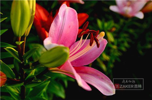 世界最美百合花海,超级惊艳的花海美景15分钟视频