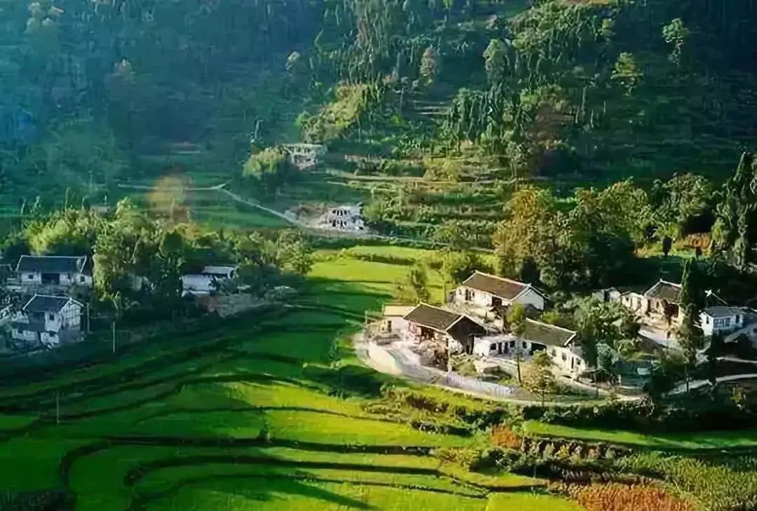 2020农业补贴政策,养殖肉牛补贴政策2020标准