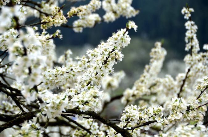 李花的唯美诗句,李花诗词大全100首
