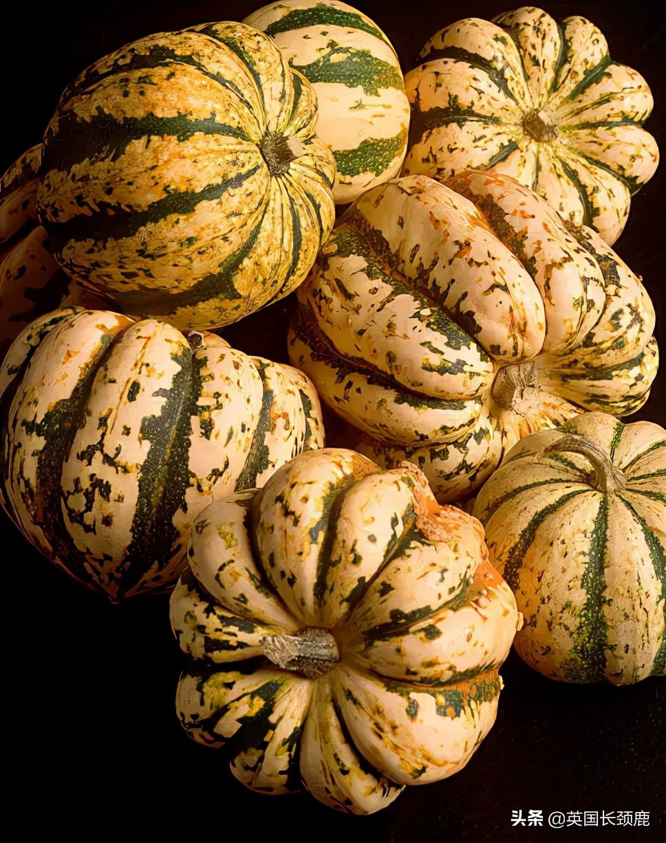 南瓜大作战攻略,南瓜大作战有几个地点