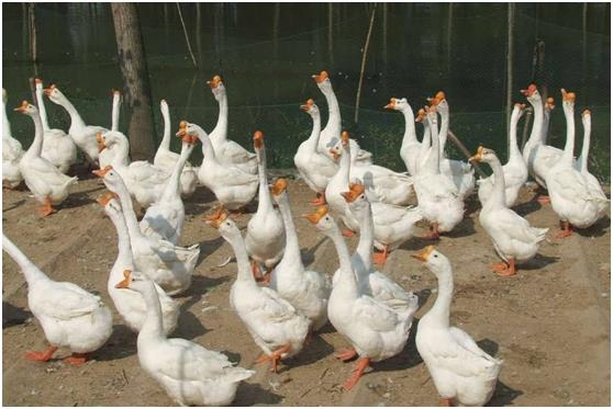 一只蛋鹅的成本和利润,大鹅养殖利润及成本