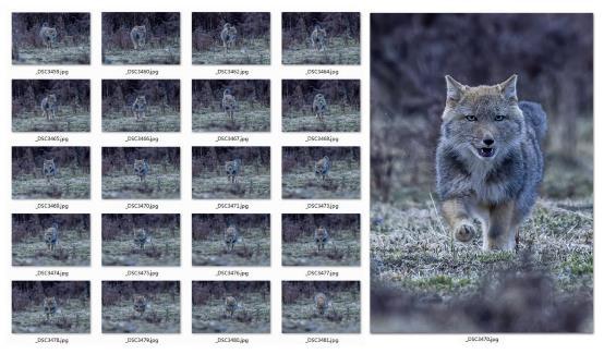 尼康d6拍鸟评测,摄影全套教程尼康d6