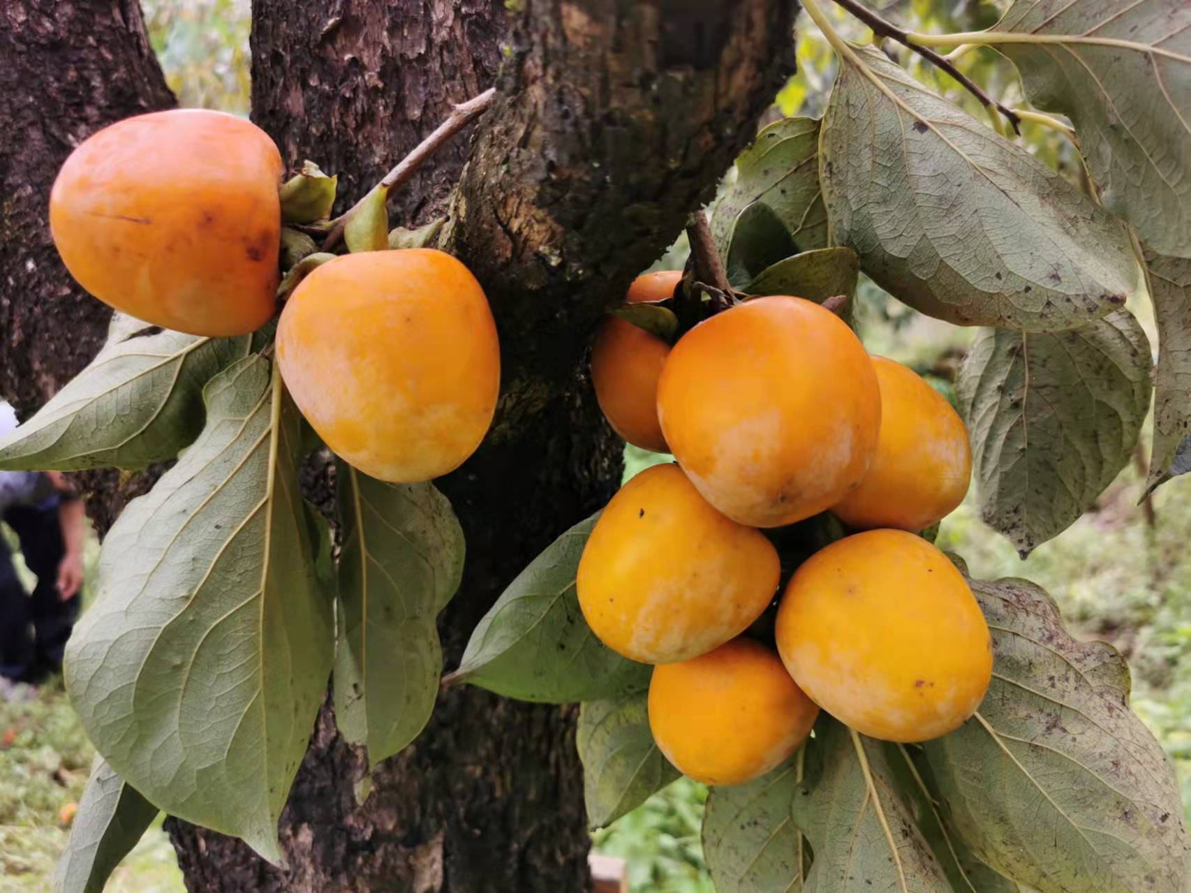 稻花飘香，柿柿如意——从化上罗村秋日拾趣