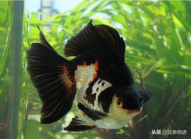 鎏金金鱼资深鱼友,鎏金鱼金鱼品种图片