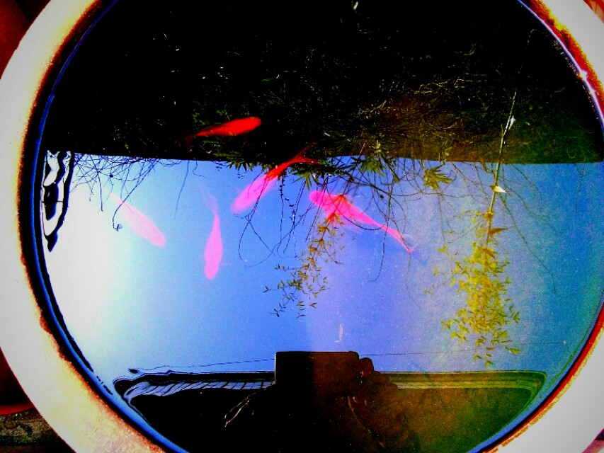 雅石图鉴真品欣赏,中国雅石图鉴大全